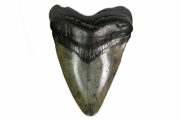 Juvenile Megalodon Tooth - South Carolina #164945
